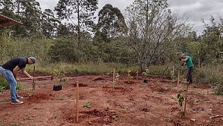 Nach der Baumpflanzaktion sollen insgesamt 20 Bäume auf dem Grundstück der Sortieranlage in Nova Santa Rita stehen. Ricardo Klein und Rodrigo Andrade von der Landschaftsgärtnerei Klein pflanzen die letzten Setzlinge (v. l. n. r.).