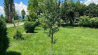 Junger Baum mit dünnem Stamm auf gepflegtem Rasen vor Sträuchern und Bäumen unter blauem Himmel