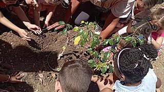 Erwachsene und Kindergartenkinder setzen den Feigenbaum in die Erde