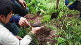 Ein Mann hält auf der Erde kniend einen kleinen Baum in der Hand, den er in ein Loch in der Erde einsetzen will.