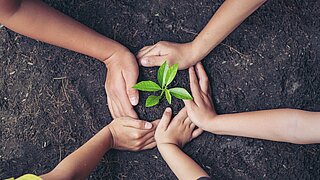 5 Hände halten einen kleinen Pflanzensetzling auf der Erde