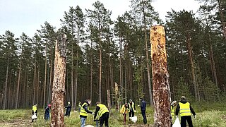 Menschen mit gelben Warnwesten stehen auf Brachfläche in Wald und stecken Setzlinge 