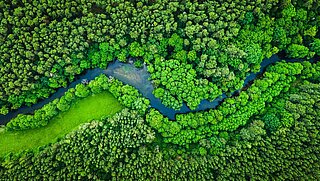 ein grüner Wald, durch den ein Fluss läuft, aus der Vogelperspektive